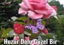 Gül Yaprağı - çarşamba Facebook