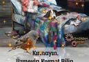 Gül Yaprağı - incitmeyin Facebook