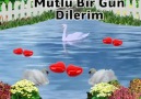 Gül Yaprağı le Aujourdhui