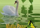( Günaydın Hayırlı Sabahlar Mutlu Pazarlar Sevgiler