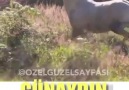 Günaydın Hayırlı Sabahlar Özel Güzel SAYFASI