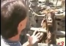 3 Gündür Buna Gülüyorum :D Stresli KEÇİ