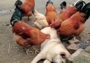 Günlük Bakımını Tavuklara Yaptıran Köpek