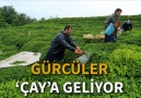 Gürcüler 'çay'a geliyor