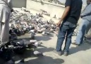 Güvercin Nasıl Uçurulur Izleyin Görün..Iyi Seyirler Pigeons Turkey