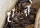 Guy cleaning King Cobra pit