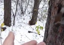 Guy Feeding Animals in the Wood