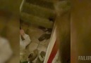 Guy Lets Girl Ride Him Down The Stairs.