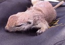 Guy Saves Drowning Prairie Dog