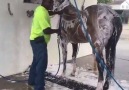 Guy Washing Horse In Car Wash