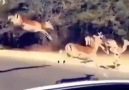 Güzel bir kızın sevgilisi olmadığını duyan erkekler (temsili)