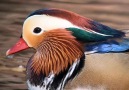 Güzelliğiyle büyüleyen Mandarin ördeği
