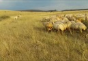 guzel turku esliginde koyun can sesi kuzular
