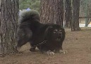 GVR Kron on Speciality Dog Show for... - Aleksandar Kauzlaric