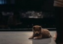 Hachiko: Bir Köpeğin Hikayesi[2/6]