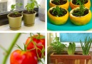 Hacks to reduce food waste start your own kitchen gardenFULL INSTRUCTIONS