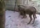 HADİ EŞEKLE KÖPEK BİRER HAYVAN PEKİ VİDEOYU ÇEKEN NE ACABA