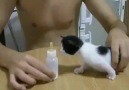 3 haftalık kedi yavrusu sütü görünce