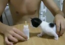 3 haftalık kedi yavrusu sütü görünce…