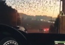 h ağacı - Sen benim ağlarken hıçkıra hıçkıra susmaya...