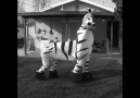 Hahah this zebra can dance!! D p song