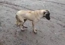 HALAY ÇEKEN DİYARBAKIR KÖPEĞİ :))