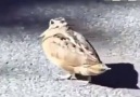 Halay çeken kuş Videolar