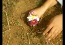 Halit Bilgiç- Özgürlük Çiçeğimsin (Orjinal Klip)