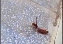 Hamam böceğine saldıran arıya sürpriz son