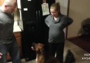 Hamile Kadına Kimseyi Yaklaştırmayan Köpek
