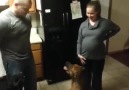 Hamile Kadını Koruyan Köpek