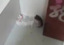 Hamsterdan oskarlık ölü takliti