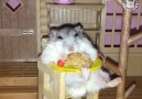 Hamster Eats in Small Chair