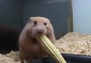 Hamsterin Mısırla İmtihanı :) Hahhhah