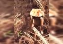 Hamsterli Video