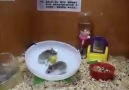 2 Hamsters 1 Roue