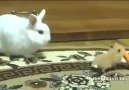 Hamster steals a carrot from a Rabbit!