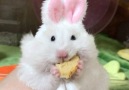 Hamster with bunny ears hat instagram.compiggaspar