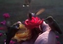 Hand Feeding Hummingbirds