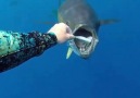 Hand feeding in Ascension Island. @reelflycharters