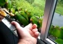 Hand Feeding Wild Parrots