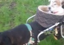 Handicap Dog Carries Deaf And Blind Friend