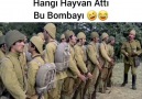 HANGİ HAYVAN ATTI BUNU