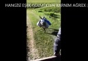 HANGİSİ EŞEK ? GÜLMEKTEN KARNIM AĞRIDI :))))