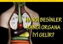 Hangi yiyecekler hangi organımıza yararlıdır