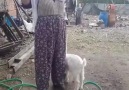 Hani fazla yüz verme tepene çıkar derler ya
