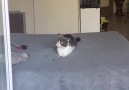 Haplanmış Gibi Triplere Giren Kedi