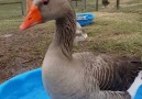 Happiest goose ever!