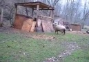 Happy Bouncing Sheep Plays With His New Friend!