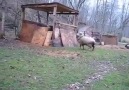 Happy Bouncing Sheep Plays With His New Friend!
